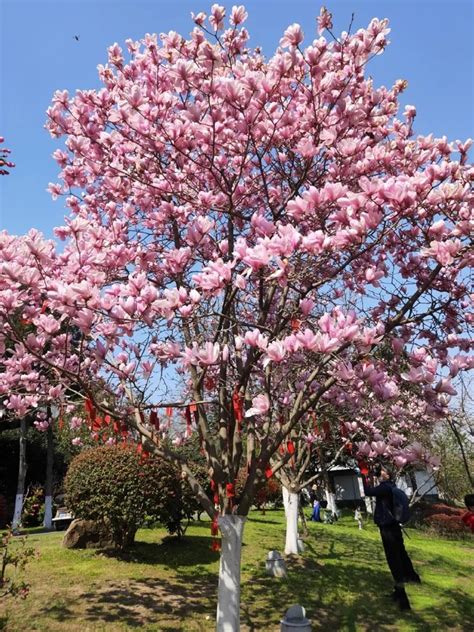 玉兰花树风水|玉兰树风水宝典，庭院中风水宜忌与布局智慧！ —【发财农业网】